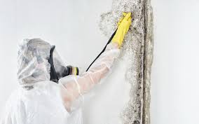 Best Black Mold Removal  in Timmonsville, SC